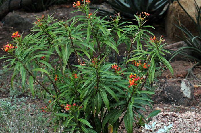 Mexican Butterfly Weed has multiple erect stems with attractive green leaves and beautiful red and orange flowers. The plants regularly attract butterflies, pollinators and hummingbirds. Asclepias curassavica 